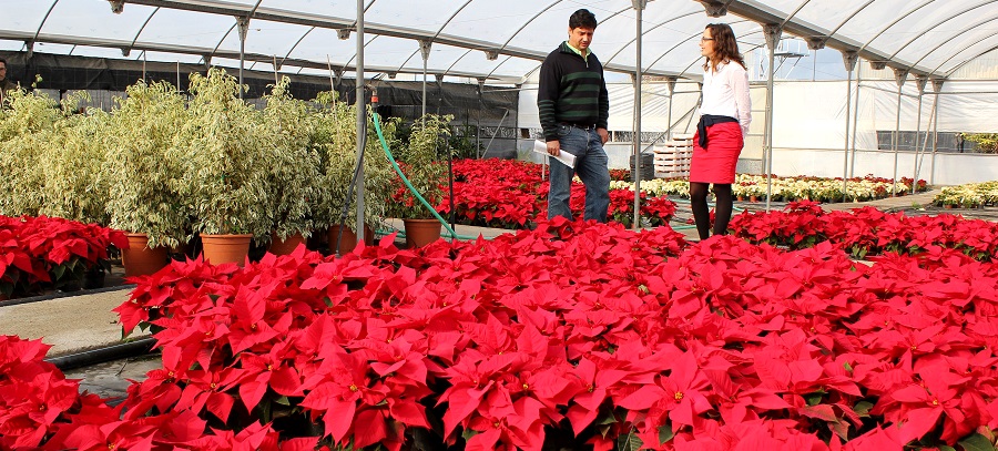 parques-y-jardines-planta-mas-de-7-000-pascueros-para-adornar-las-calles-y-plazas-de-motril-en-navidad