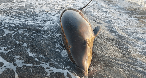 salvan-en-una-playa-de-almunecar-a-un-delfin-que-habia-quedado-varado_