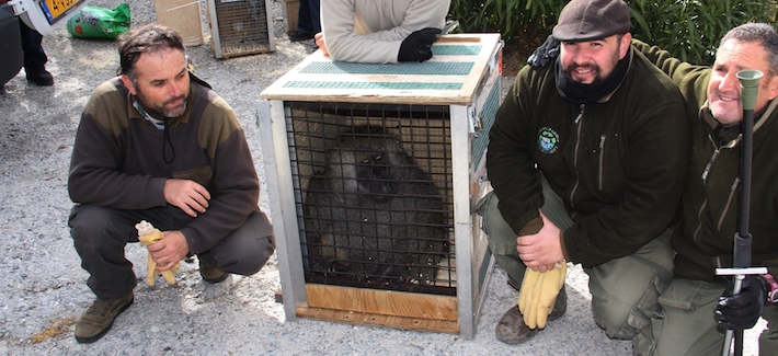faada-traslada-47-animales-de-pena-escrita-a-centros-de-belgica-y-holanda