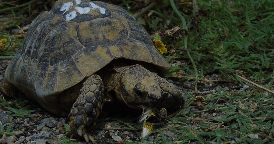 La Charca de Suárez recibe unos 40 ejemplares de Tortuga Mora