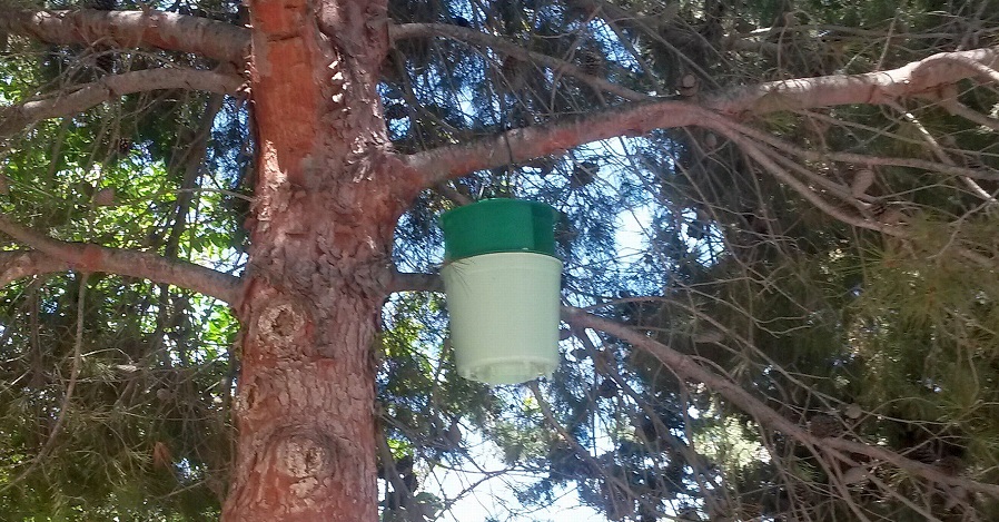 La concejalía de Agricultura, Parques y Jardines amplía el plan de control de plagas de la oruga procesionaria