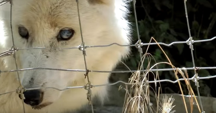 FAADA alerta de la posible muerte de los animales que quedan en el zoo de Peña Escrita, en Almuñécar