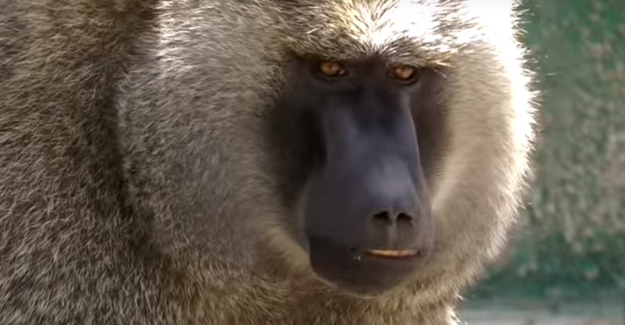 Macaco en el parque zoológico de Peña Escrita