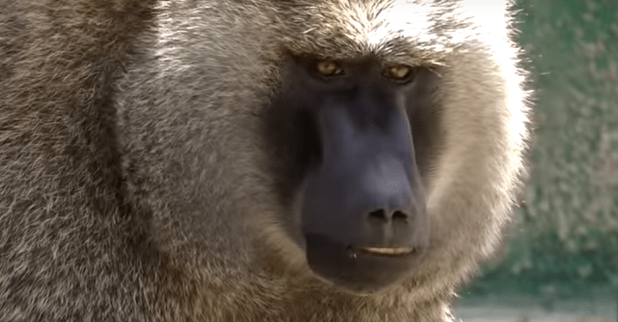 Macaco en el parque zoológico de Peña Escrita