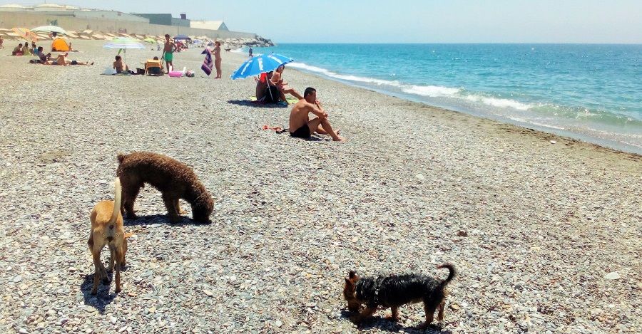 Motril se convierte en referente con la única playa para perros de la provincia de Granada