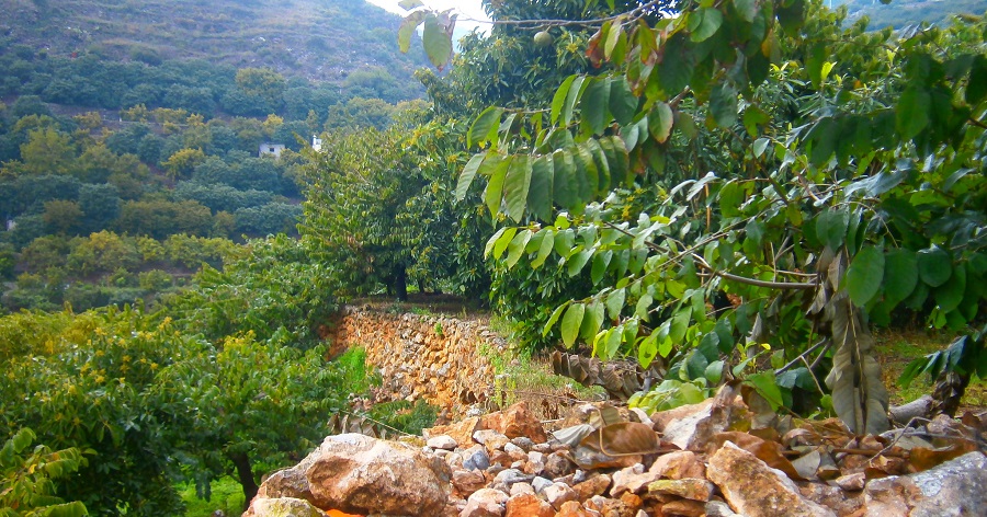 Bancales de chirimoyos