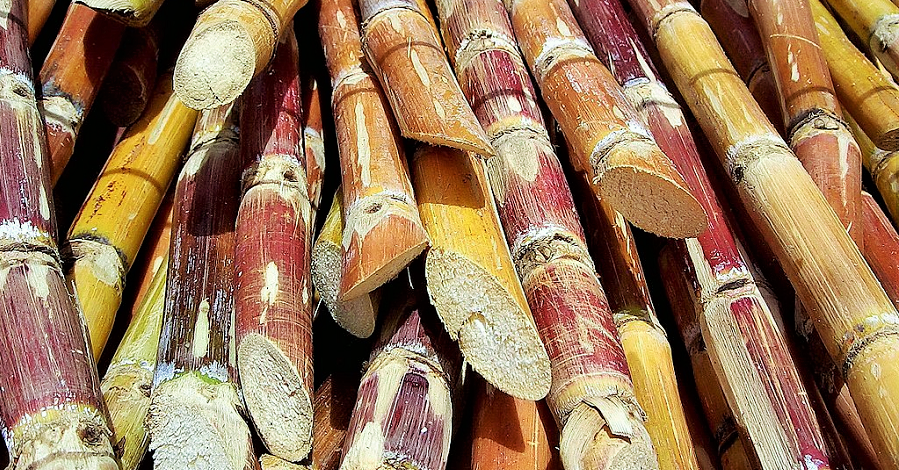 caña de azúcar (2)