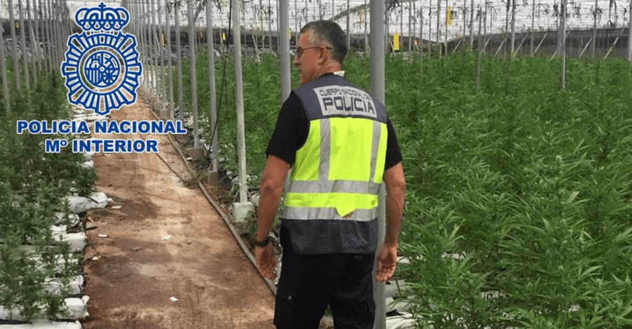 La Policía Nacional desmantela una de las mayores plantaciones de marihuana localizadas hasta la fecha en Andalucía
