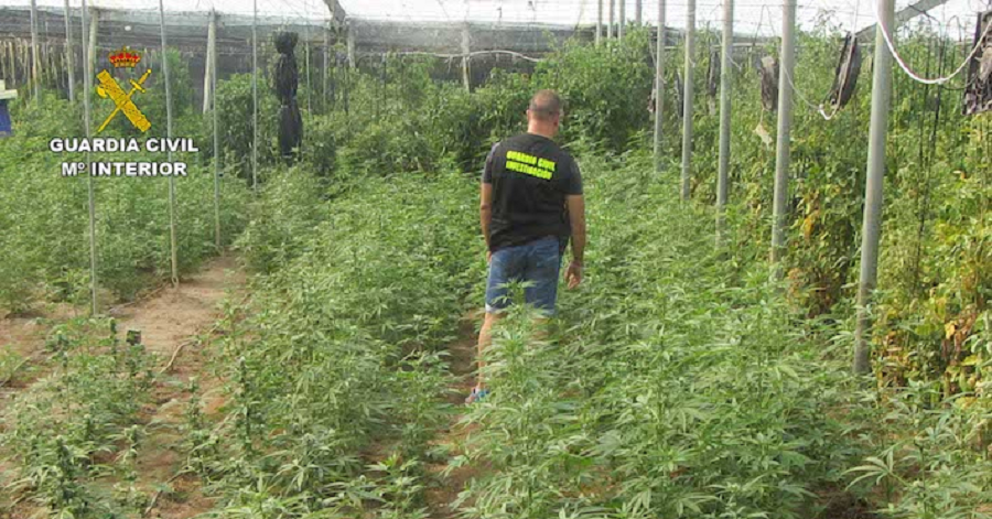 La Guardia Civil interviene 1920 plantas de cannabis sativa en Molvízar