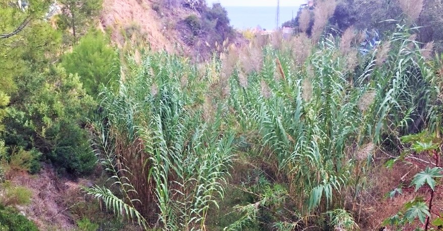 Los Andalucistas advierten del peligro de inundaciones por la falta de limpieza de ríos y barrancos