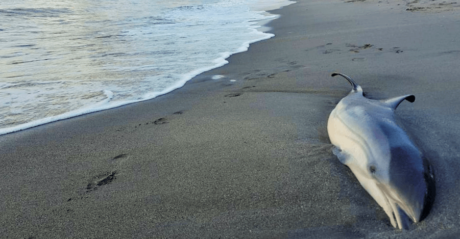 Hallan otro delfín muerto en una playa de Almuñécar