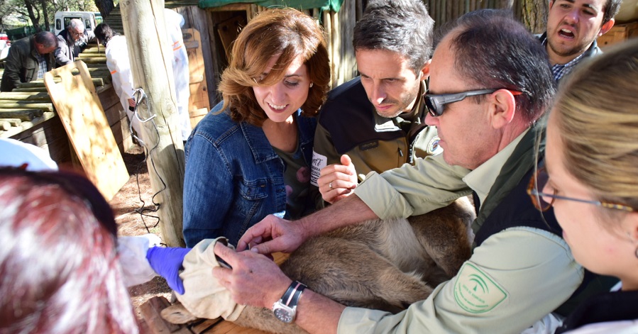 La Junta impulsa actividades formativas para el seguimiento, control y conservación de la cabra montés