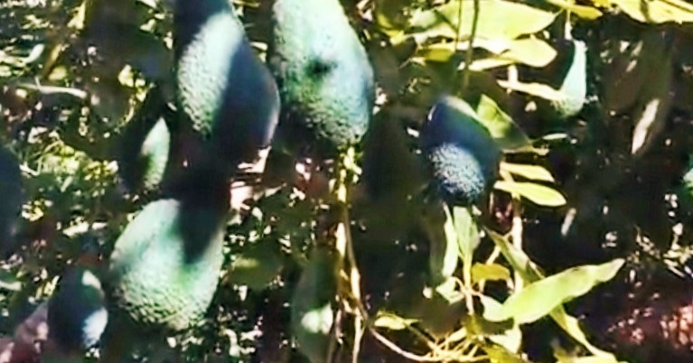 Aguacates en el árbol