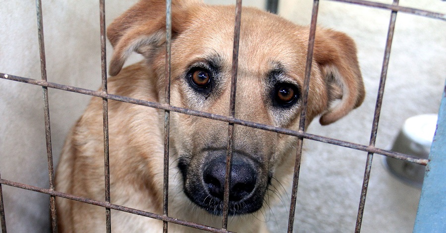 Diputación promoverá la adopción de mascotas para llegar al 'sacrificio cero'