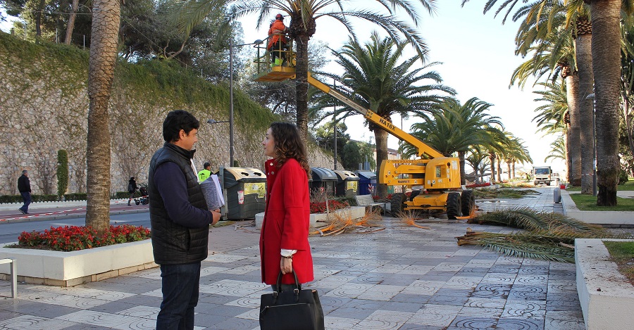 Parques y Jardines realiza labores de poda y limpieza en las palmeras del Paseo de Las Explanadas