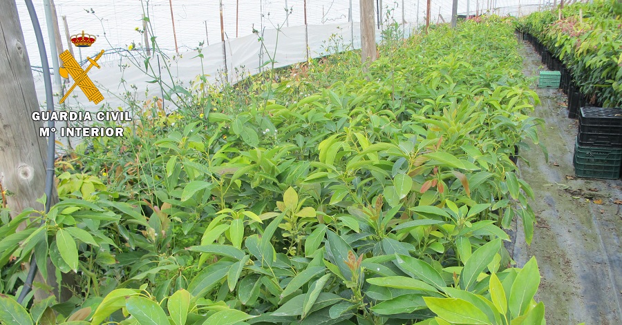 El Seprona investiga a los propietarios de un vivero por vender plantones de aguacates de una variedad protegida