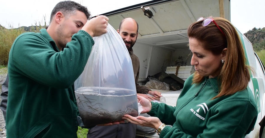 Medio Ambiente libera en el río Guadalfeo alevines de anguilas procedentes de un decomiso