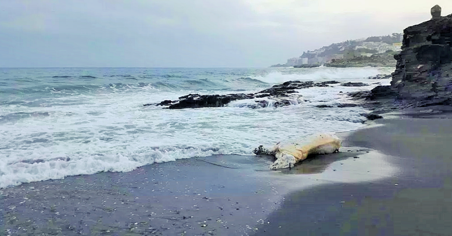 Aparece un caballo muerto en la playa de Calabajío, en Almuñécar