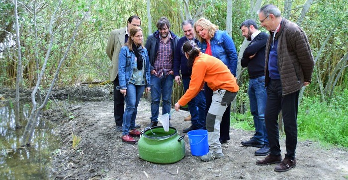 La Junta reintroduce 200 ejemplares de pez ‘fartet_ en la Charca Suárez de Motril para evitar su extinción