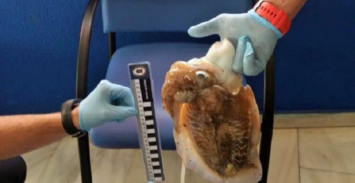 La Policía Local de Almuñécar decomisa a dos buzos 17 kilos de sepias y pulpos.jpg