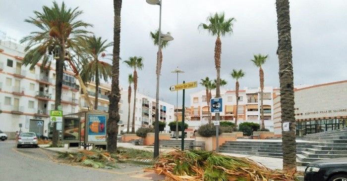 Medio Ambiente lleva a cabo la limpieza de las palmeras de Salobreña