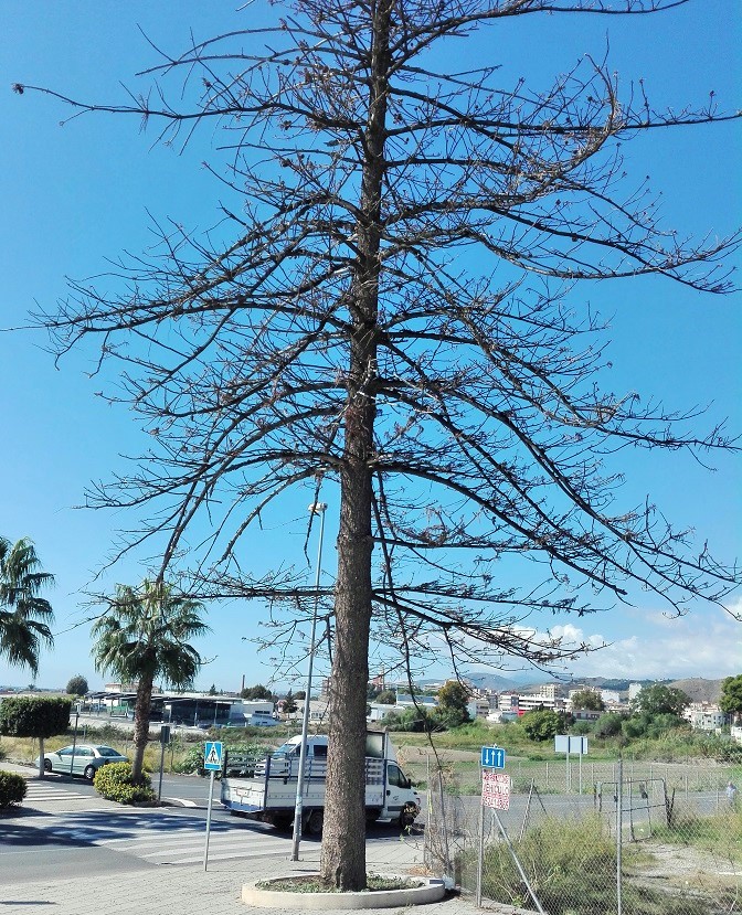 La araucaria del Balcón de San Fernando será sustituida por otra araucaria.jpg