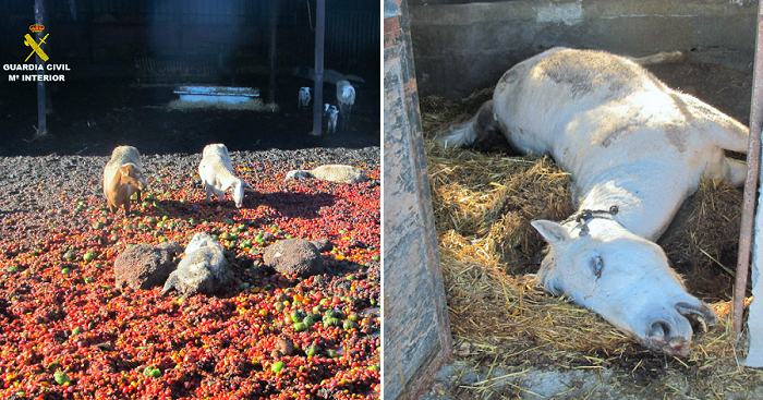 El SEPRONA de Motril investiga a un individuo por dejar morir de hambre a 2 caballos y 4 ovejas.png