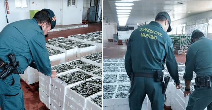 SEPRONA y SEMAR de la Guardia Civil de Motril interviene más de 2600 kilos de boquerón inmaduro en la lonja
