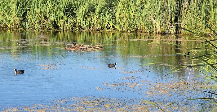 Charca de Suárez en Motril.jpg