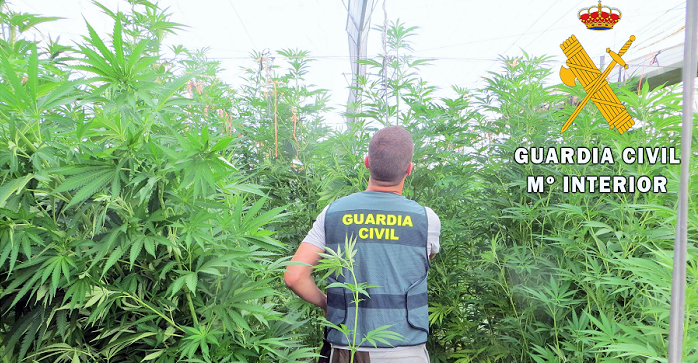 Guardia Civil incautación plantas marihuana.png