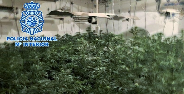 La Policía Nacional desmantela tres plantaciones de marihuana a gran escala y detiene a los responsables