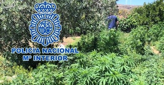 La Policía Nacional desmantela tres plantaciones de marihuana a gran escala y detiene a los responsables.jpg