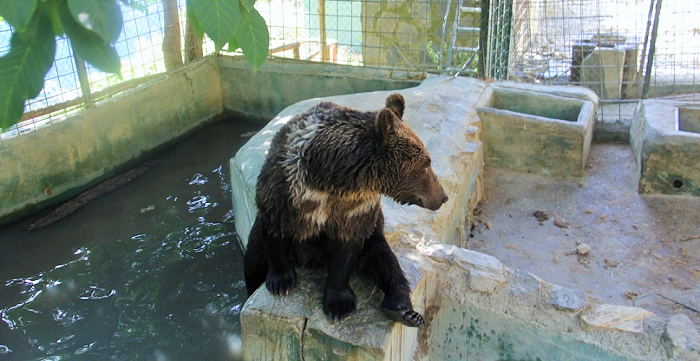 Los cinco osos de Peña Escrita serán acogidos en un santuario de Hungría.png