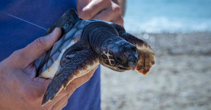 El 75% de las tortugas varadas que ingresan en el Centro de Gestión del Medio Marino de Algeciras se recuperan y vuelven al&nbsp;mar