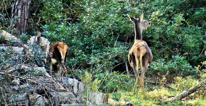 Ecosistema forestal de Andalucía