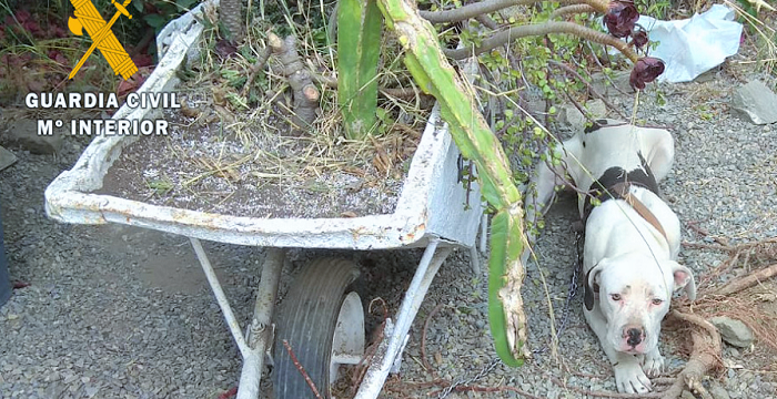 Guardia Civil Perro abandonado SEPRONA.png