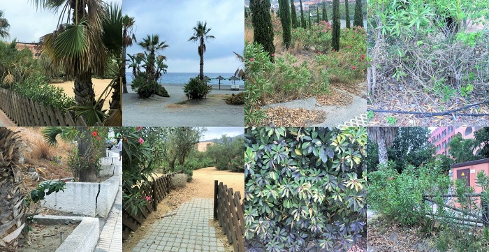 El PSOE denuncia el lamentable estado de abandono de zonas ajardinadas y mobiliario urbano de Almuñécar.jpg