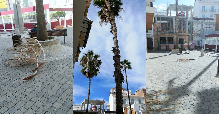 El PSOE denuncia el lamentable estado de jardines y palmeras en La Herradura.jpg