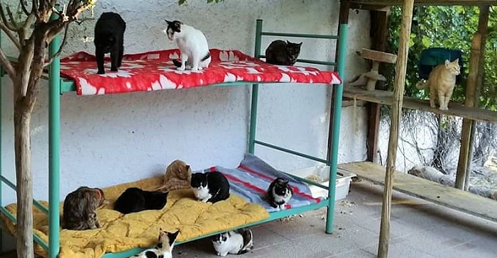 El Ayto. de Salobreña pone en marcha una campaña para controlar las colonias de gatos callejeros.jpg