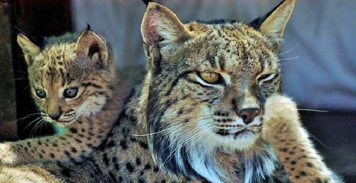La Comisión Europea acepta la nueva propuesta del proyecto para la conservación del lince ibérico.jpg