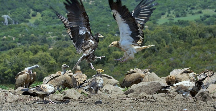 La población reproductora del alimoche confirma en 2019 su tendencia ascendente en Andalucía.jpg