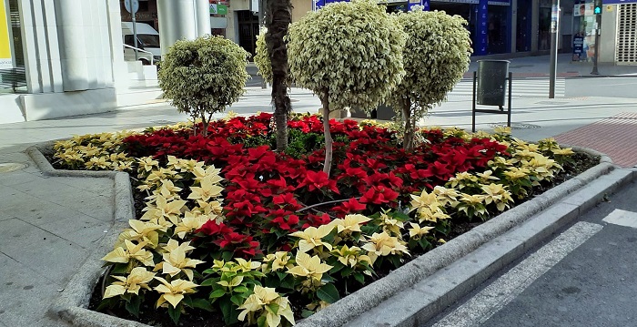El Ayuntamiento culmina la plantación de los 4.500 pascueros que adornan los parques y jardines del término municipal.jpg