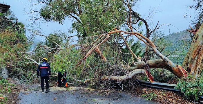 La carretera de la Cabra cortada más de una hora por la caída de un árbol.png