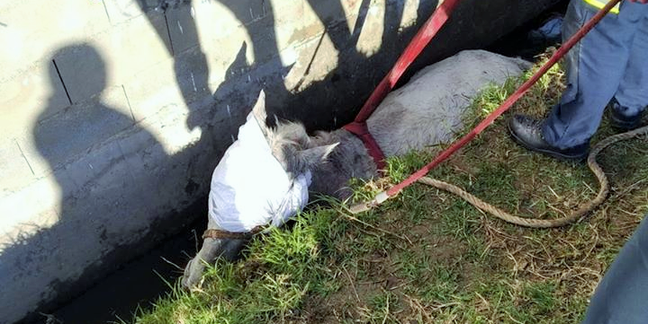 Los Bomberos rescatan a un caballo que cayó en una acequia en Salobreña.png