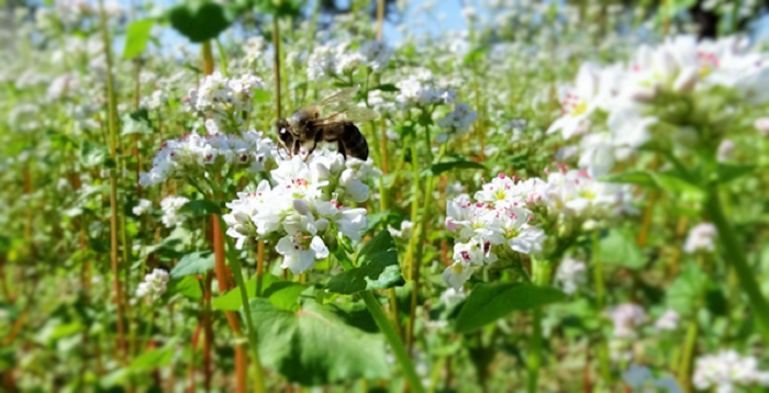 El trigo sarraceno, una atractiva alternativa para la dieta de celíacos.png