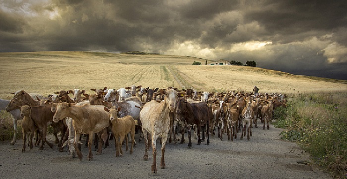 Fallado el concurso de fotografía ‘Medio Rural en Andalucía 2019’