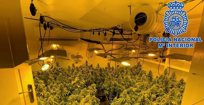 La Policía Nacional desmantela tres plantaciones de marihuana a gran escala ubicadas en la costa