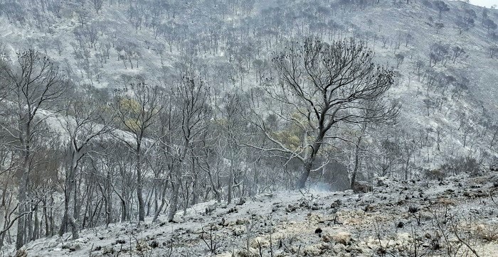 Incendio Vélez de Benaudalla