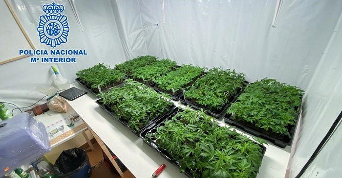 La Policía Nacional desmantela en Motril un punto de producción a gran escala de cannabis sativa