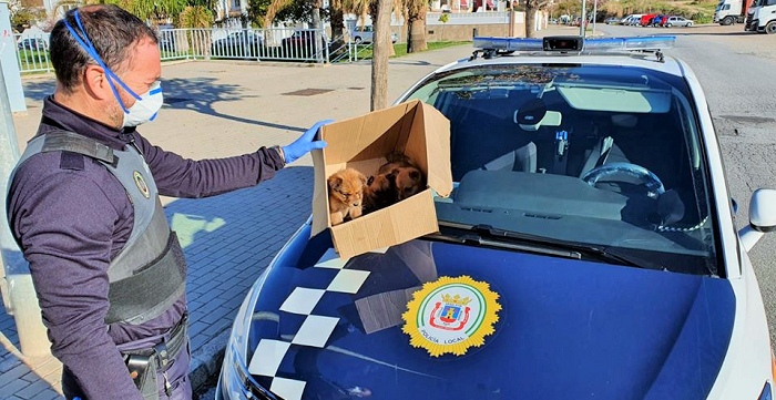 La Policía Local de Motril 'rescata' a unos cachorros abandonados